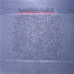 PODOCATHARUS. SCOLPIRE LA POESIA La perfezione del nero